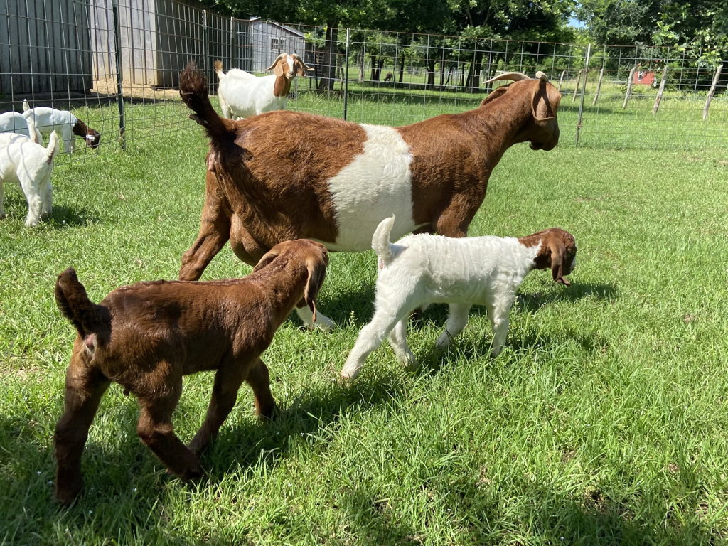 baby boer goats